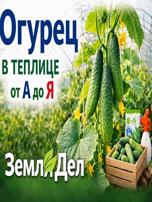 Огурец от А до Я в теплице Землядел