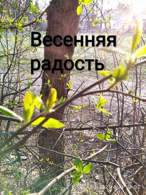 Весенняя радость