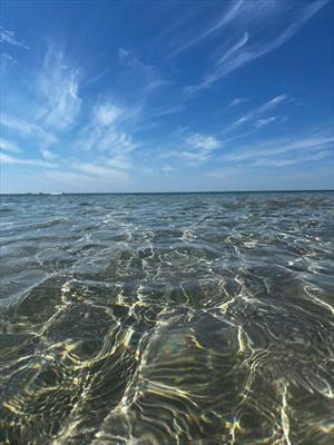 Песня мертвых  дельфинах