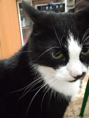 Младший член семьи