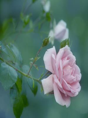 Криминальный поцелуй