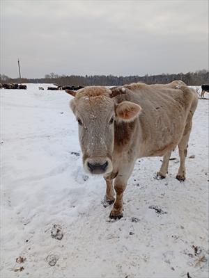 Обнимая Буренку