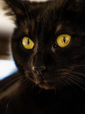 Чёрный кот