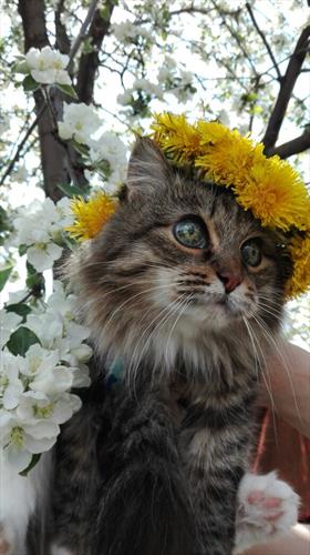 Сказка про Кошку. Сказка про Кошку.
