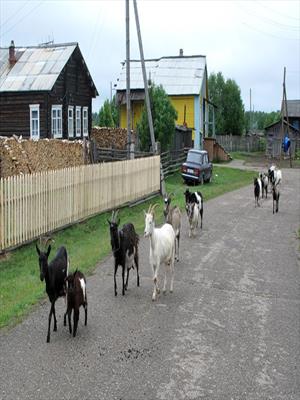 Любовь ведь она такая