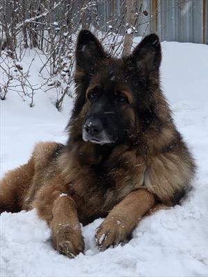 Дом, поедающий грусть....