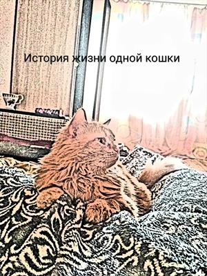 История жизни одной кошки