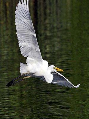 Мертвая птица