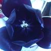 black Tulip
