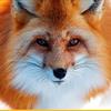 RedFox