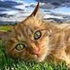 GingerWind