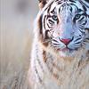Тигрица Белая