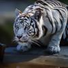 Тигра Белая