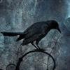 Новое гнездо Black Bird на Призрачных Мирах