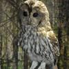Strix aluco Strix aluco