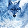 DenWolf