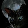 Леди Кошка
