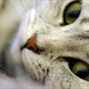 the_glamour_cat