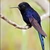 Heliangelus_regalis