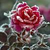 Snow rose