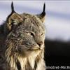 Shinaar
