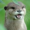 otter