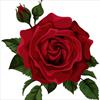 RozInna